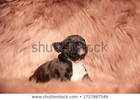 Zdjęcia stock: Cute American Bully Puppy Sits And Looks Up In Pink Background