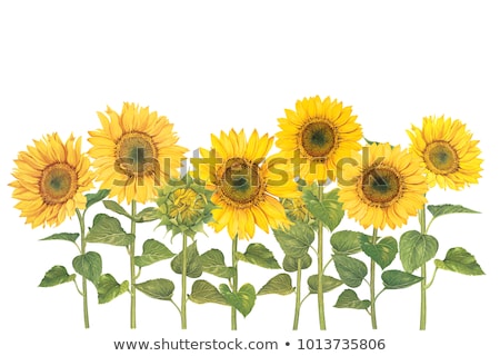 Foto stock: Sunflower In Grass