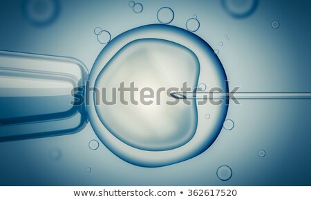 Stock photo: Female Egg Cell With Sperm Fertilising