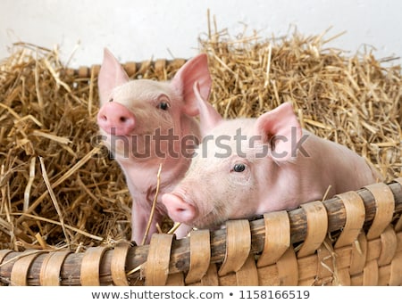Foto stock: Two Piglets