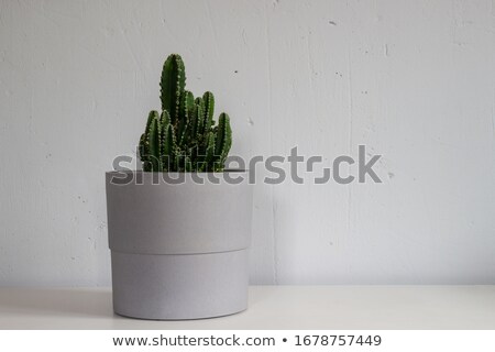 Сток-фото: Peruvian Cactus