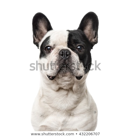 ストックフォト: French Bulldog Portrait - Isolated On White