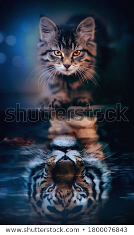 Stock foto: Domestic Cat