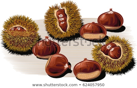 [[stock_photo]]: Chestnuts In The Urchin