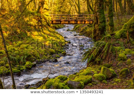 Stok fotoğraf: Wood Log Bridge Over Gorton Creek