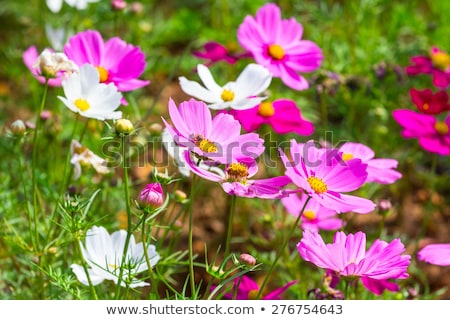 Stock photo: Pink Kosmeya On The Background Of The Solar Colorful Summer