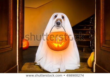 Stock photo: Halloween Dog