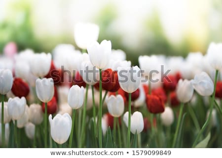 ストックフォト: Red And White Tulip Field