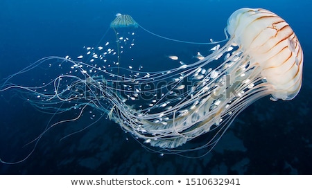 Stock fotó: A Jellyfish