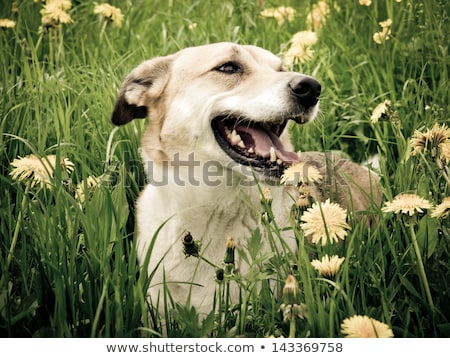 Stock photo: Sad Black Mixed Breed Dog With Beautiful Eyes Portrait In A Blac