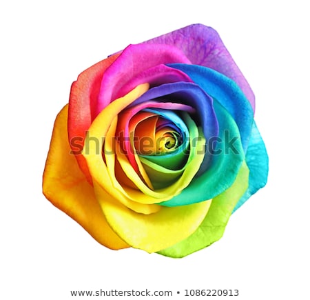 ストックフォト: Rainbow Rose