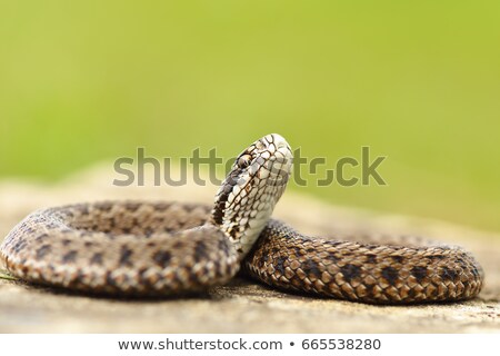 Foto stock: Young Meadow Viper Ready To Bite