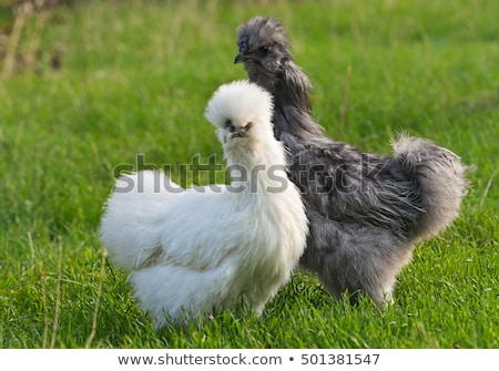 ストックフォト: Silkie Chicken Gray Rooster Silkie - An Unusual Breed Poultry With Fluffy Like Wool Feathers And B