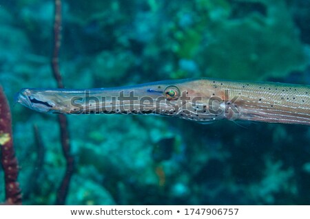 Stock photo: Trumpetfish