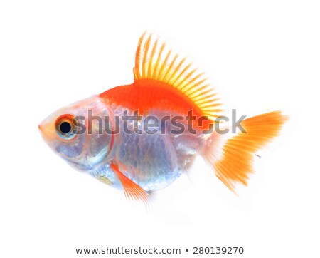 Stock photo: Chinese Goldfish Isolated On White Background