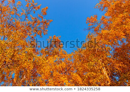 Сток-фото: Birch Tree In Fall Colors Against A Blue Sky