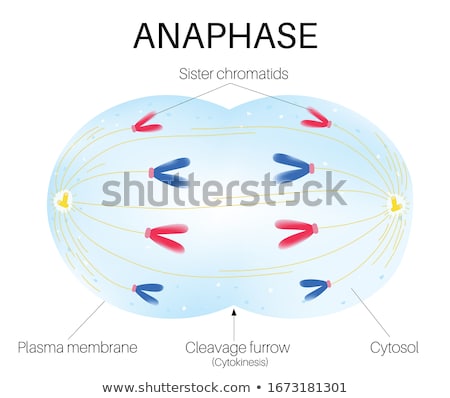 Stockfoto: Human Egg Cell