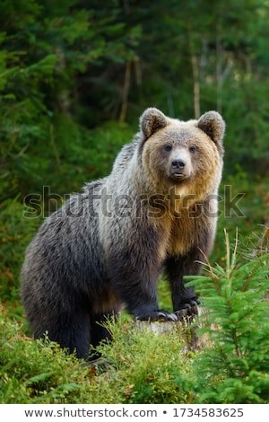 Stockfoto: Brown Bear Portrait