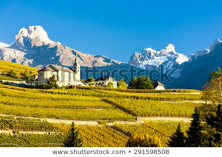 Foto stock: Vineyards In Sion Region Canton Valais Switzerland