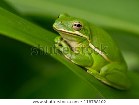 Foto d'archivio: Sleepy Green Frog