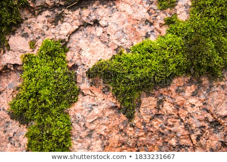 ストックフォト: Green Lichen On Pink Granite Stone Abstract Natural Background