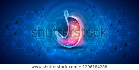 Foto stock: Human Stomach