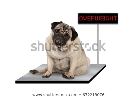 [[stock_photo]]: Dog On Scale Ashamed