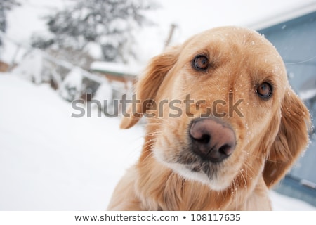 Foto stock: Freezing Icy Dog In Snow