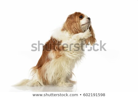 Foto stock: An Adorable American Cocker Spaniel Lifting Her Front Leg