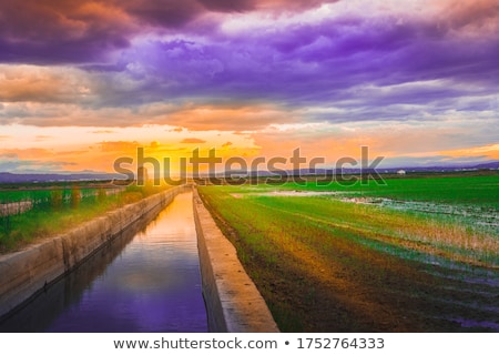 Stockfoto: Green Grass Rice Field In Valencia Spain