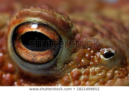 Foto stock: Common Toads In A Pond