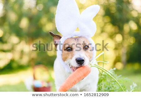 Foto d'archivio: Dog With Bunny Ears And A Carrot