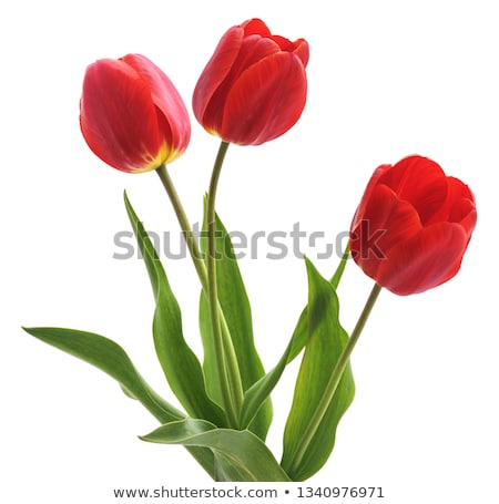 Сток-фото: Red Tulips