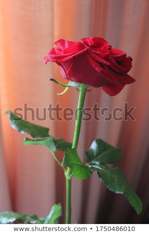 Foto d'archivio: Romantic Gift Card With Roses Flowers Bouquet And Love Text