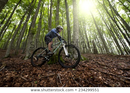 Foto stock: Icicleta · de · montanha · na · floresta