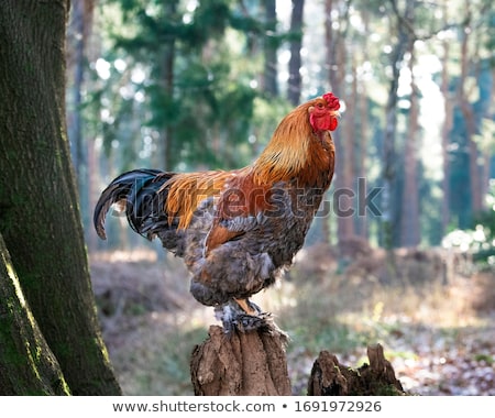 Stock photo: Brahma Chickens
