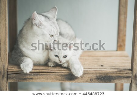 Stock foto: Mother Silver Tabby Cat With Young Kitten