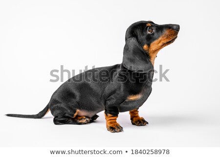 商業照片: Dachshund Waching In A Studio