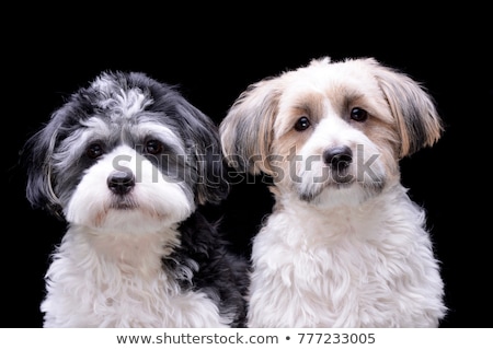 Stok fotoğraf: Cute Havanese Portrait In Dark Background