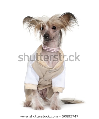 Foto stock: Chinese Crested Dog Sitting In A Photo Studio