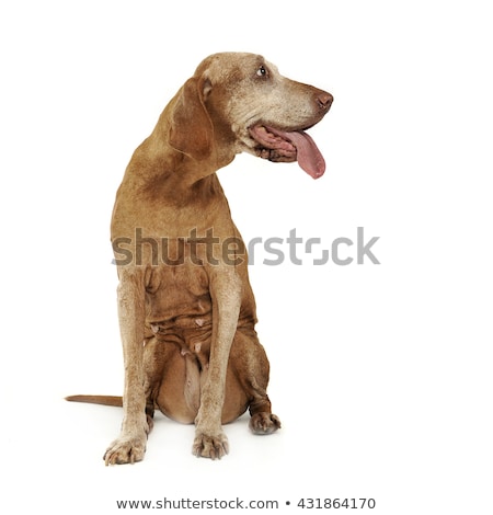 ストックフォト: Very Old Hungarian Vizsla In A Photo Studio