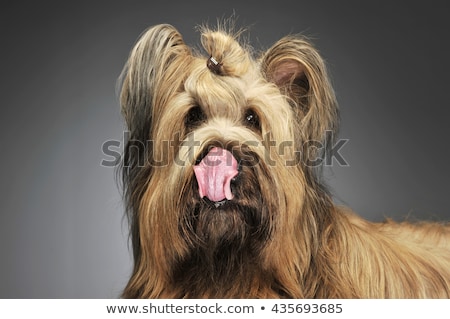 Foto stock: Berger De Brie Posing In A Grey Photo Studio