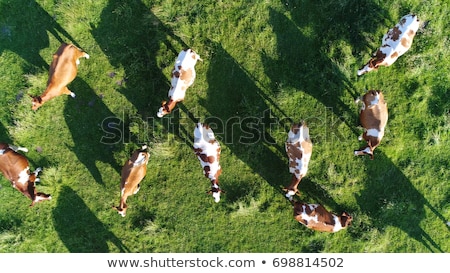 Stockfoto: Aerial View Of Cows Herd Grazing On Pasture