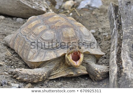 Stock fotó: Turtle In The Open Zoo