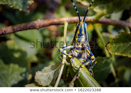 Foto stock: Aularches Miliaris Is A Monotypic Grasshopper Species Of The Gen