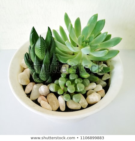 Stockfoto: Indoor Houseplant Succulent