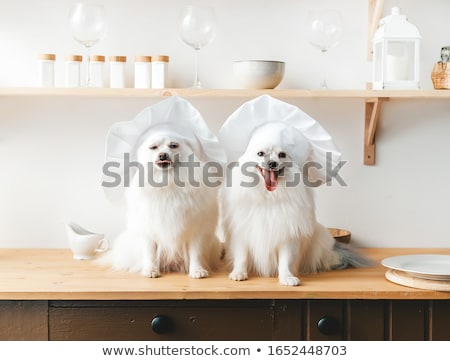 商業照片: Chef Dog