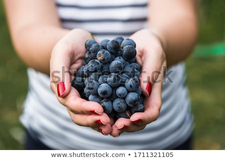 Foto stock: Harvesting Grapes In A Vineyard