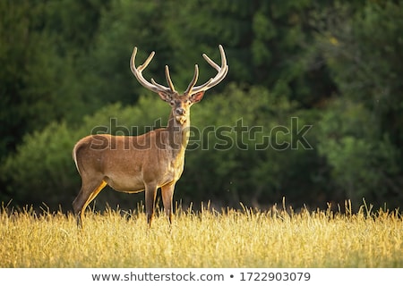 Stok fotoğraf: Red Deer