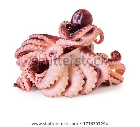 Zdjęcia stock: Baby Octopus